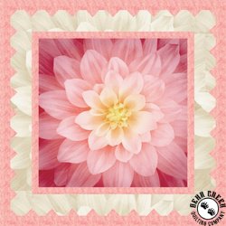 Dream Big - Simple Path Wild Rose Free Quilt Pattern