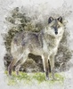 Riley Blake Designs Nature's Window Wolf Panel
