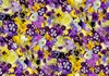 Maywood Studio Hand Picked First Light 108 Inch Wide Backing Flowers Yellow/Purple