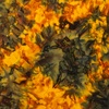 Riley Blake Designs Expression Batiks Elementals Color Play Mottled Autumn Leaves