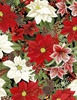 Wilmington Prints Tartan Holiday Packed Florals Black