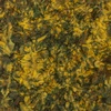 Riley Blake Designs Expression Batiks Elementals Color Play Mottled Peridot Fern