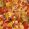 In The Beginning Fabrics  Autumn Celebration Foliage