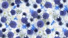 Maywood Studio Hand Picked Forget Me Not Globe Thistle 108 Inch Wide Backing Fabric White/Blue