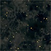 Windham Fabrics Flora and Form Texture Onyx