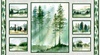 P&B Textiles Misty Vistas Forest Panel