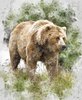Riley Blake Designs Nature's Window Grizzly Bear Panel