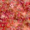 In The Beginning Fabrics Allure Mums Red