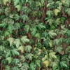 In The Beginning Fabrics Botanical Ivy Green