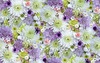 Maywood Studio Hand Picked First Light 108 Inch Wide Backing Flowers White/Lavender