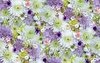 Maywood Studio Hand Picked First Light 108 Inch Backing Flowers White/Lavender