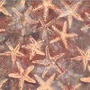 Hoffman Fabrics Jelly Fish Batiks Starfish Copper
