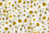 Maywood Studio Hand Picked Forget Me Not Daisy Delight 108 Inch Wide Backing Fabric White/Yellow