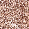 Riley Blake Designs Expressions Batiks Victorian Garden Burnt Sugar