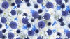 Maywood Studio Hand Picked Forget Me Not Globe Thistle White/Blue
