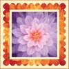 Dream Big - Simple Path Orchid Free Quilt Pattern