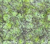 Northcott Banyan Batiks Flutter Floral Burst Citrus Green