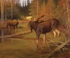 Riley Blake Designs Majestic in Nature Intruder Panel