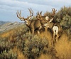 Riley Blake Designs Majestic in Nature Low Country Mulies Panel