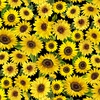 Benartex Sunflower Sunrise Meadow Black