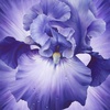 Northcott Lush Iris Panel Violet