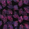 Hoffman Fabrics Berry Delicious Bali Batiks Leaf Jelly
