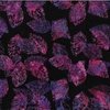 Hoffman Fabrics Berry Delicious Bali Batiks Leaf Jelly