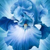 Northcott Lush Iris Panel Oasis Blue