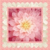 Dream Big - Simple Path Wild Rose Free Quilt Pattern
