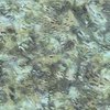 Hoffman Fabrics Along the Shores Batik School Seagrass