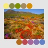 Color Inspiration Series: Solid Fat Quarter Bundle - WILD FLOWERS