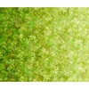 QT Fabrics Floralessence Lime Green